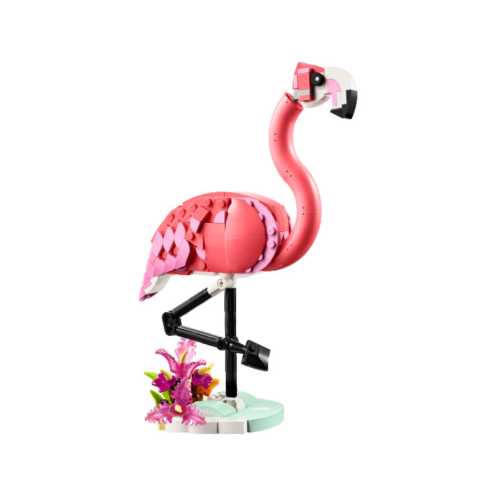 Wilde dieren: roze flamingo